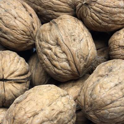 Walnuts in shell